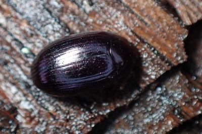<i>Platydema violacea</i>
