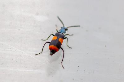 <i>Anthocomus fasciatus</i>