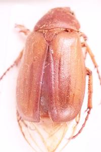 <i>Amphimallon majale</i>