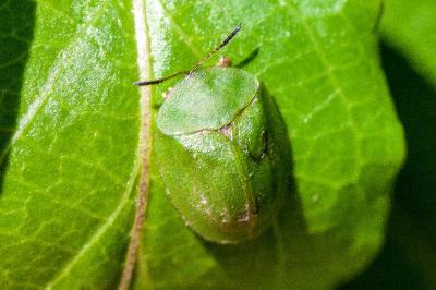 Cassida viridis