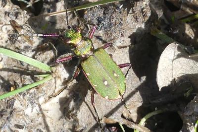 <i>Cicindela campestris</i>