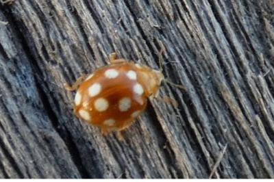 <i>Vibidia duodecimguttata</i>
