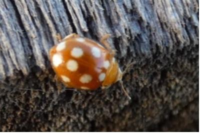 <i>Vibidia duodecimguttata</i>