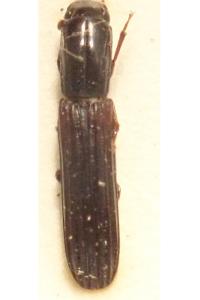 <i>Colydium elongatum</i>