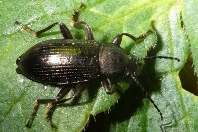 <i>Stenomax aeneus</i>