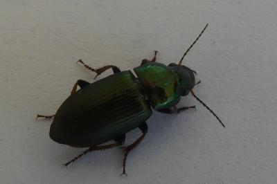 <i>Harpalus</i>