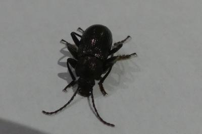 <i>Stenomax aeneus</i>