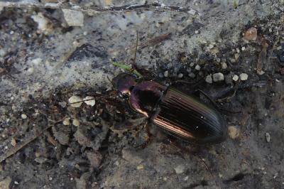 <i>Harpalus</i>