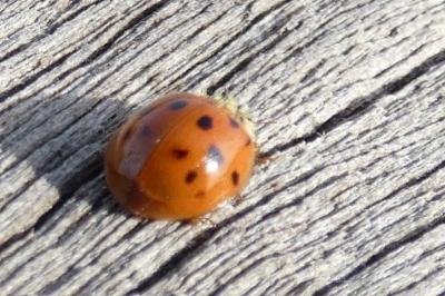 <i>Harmonia axyridis</i>