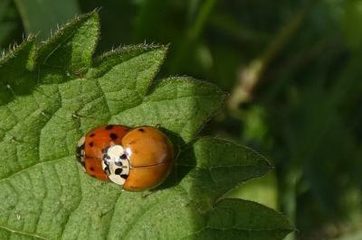 <i>Harmonia axyridis</i>