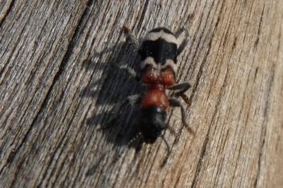 <i>Thanasimus formicarius</i>