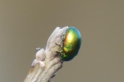 <i>Chrysolina</i>