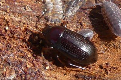 <i>Nalassus laevioctostriatus</i>