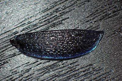 <i>Carabus intricatus</i>