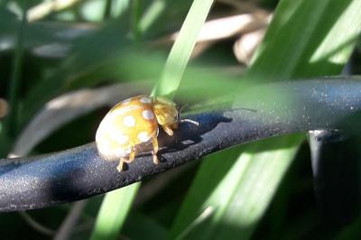 <i>Halyzia sedecimguttata</i>