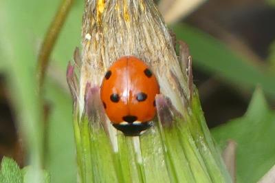 <i>Coccinella septempunctata</i>