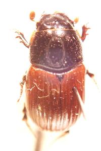 <i>Aphodius fimetarius</i>