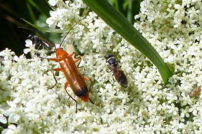 <i>Rhagonycha fulva</i>