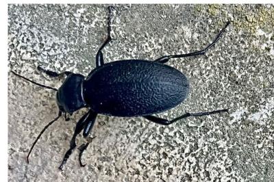 <i>Carabus coriaceus</i>