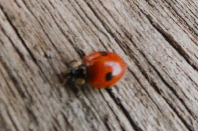 <i>Adalia bipunctata</i>