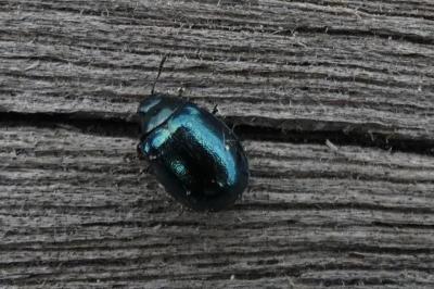 <i>Plagiodera versicolora</i>