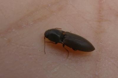 <i>Agriotes</i>