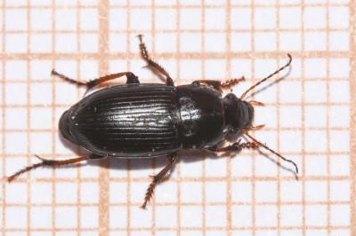<i>Harpalus anxius</i>