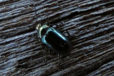 <i>Phratora</i>