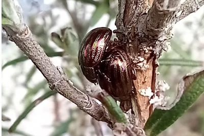 <i>Chrysolina americana</i>