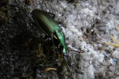 <i>Poecilus</i>