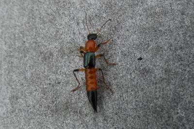 <i>Paederus</i>