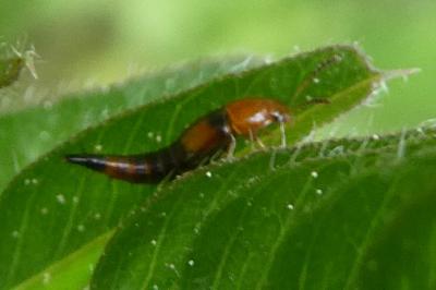 <i>Tachyporus</i>