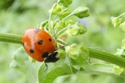 <i>Coccinella septempunctata</i>