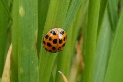 <i>Harmonia axyridis</i>