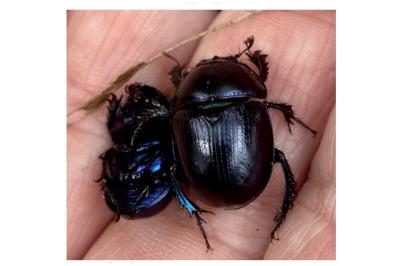<i>Anoplotrupes stercorosus</i>