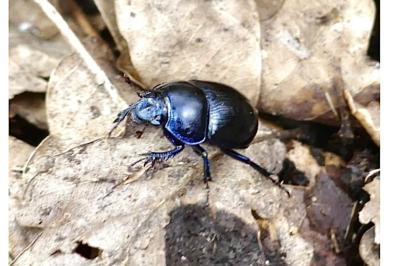 <i>Anoplotrupes stercorosus</i>