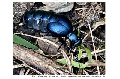 <i>Meloe violaceus</i>
