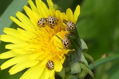 <i>Tytthaspis sedecimpunctata</i>
