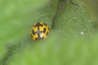 <i>Propylea quatuordecimpunctata</i>