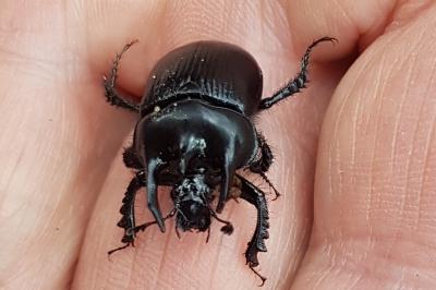 <i>Typhaeus typhoeus</i>