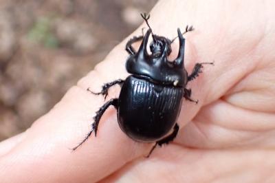 <i>Typhaeus typhoeus</i>