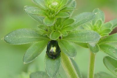<i>Chrysolina varians</i>