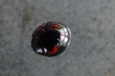 <i>Exochomus quadripustulatus</i>