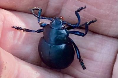 <i>Timarcha tenebricosa</i>