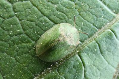 <i>Cassida rubiginosa</i>