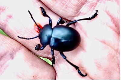 <i>Timarcha tenebricosa</i>