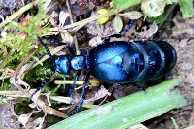 <i>Meloe violaceus</i>
