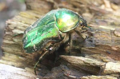 <i>Cetonia aurata</i>