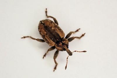 <i>Hypera</i>