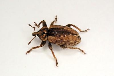 <i>Hypera</i>